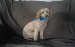 Miniature Poodle dogs for sale: Ellie - Image 7