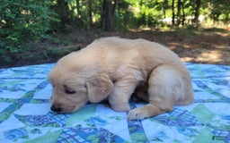 Golden Retriever dogs for sale: Maggie - Image 10