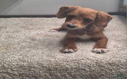 Jackapoo dogs for sale: Sasha - Image 1