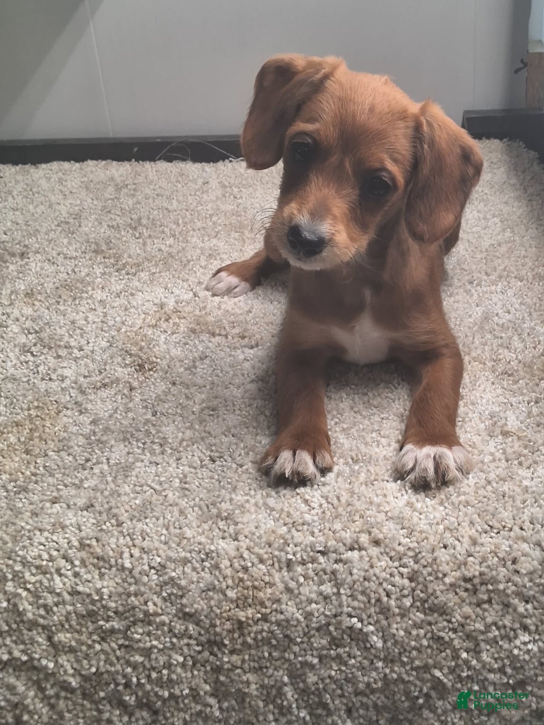 Jackapoo dogs for sale: Sasha - Image 1