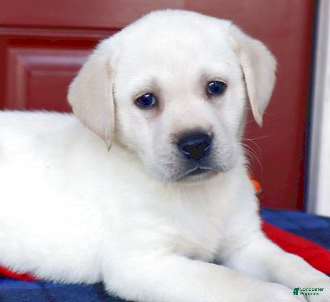 Labrador Retriever dogs for sale: Gemma - Champ Lines - Image 2