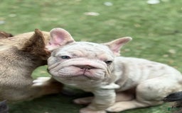 French Bulldog dogs for sale: Bella - Image 4