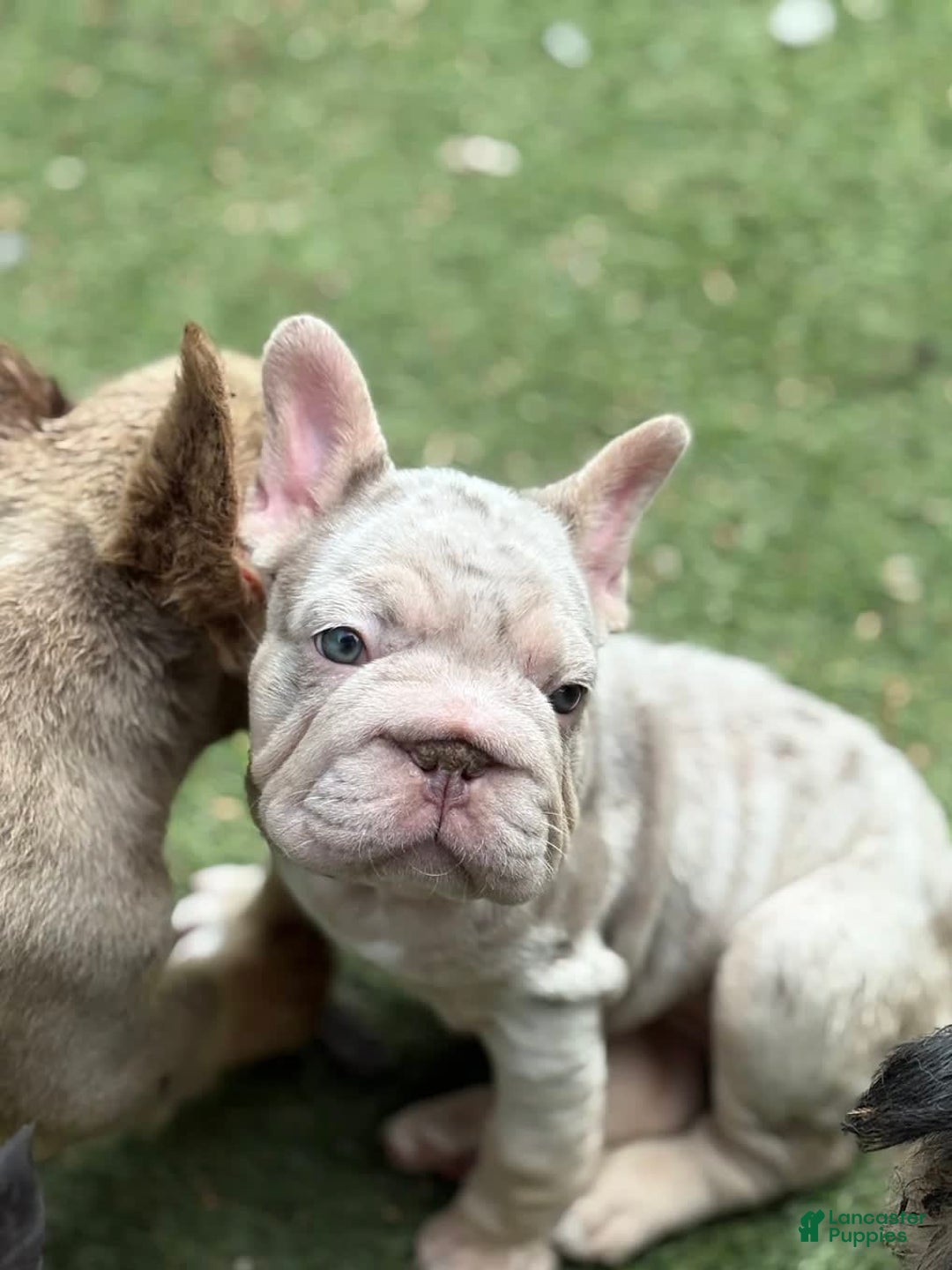 French Bulldog dogs for sale: Bella - Image 4