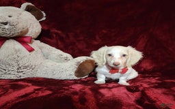Miniature Dachshund dogs for sale: YETI - Image 8