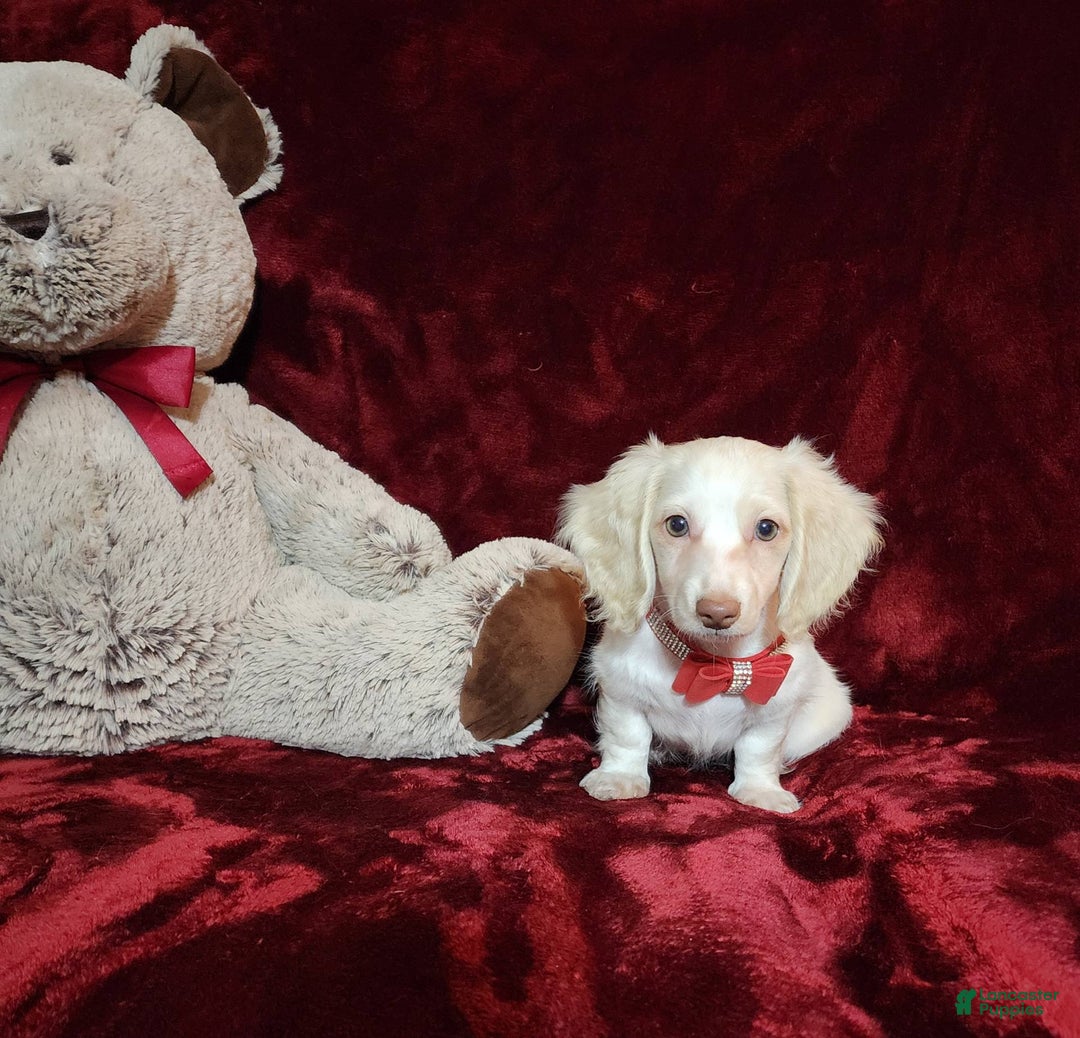 Miniature Dachshund dogs for sale: YETI - Image 8