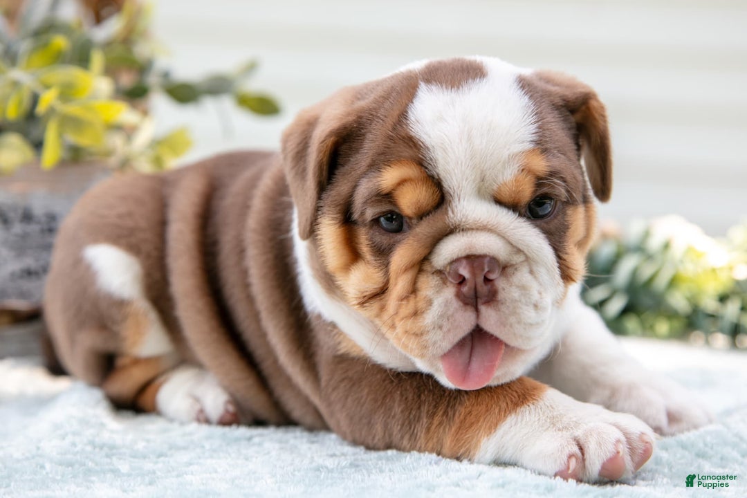 English Bulldog dogs for sale: Emily - Image 3