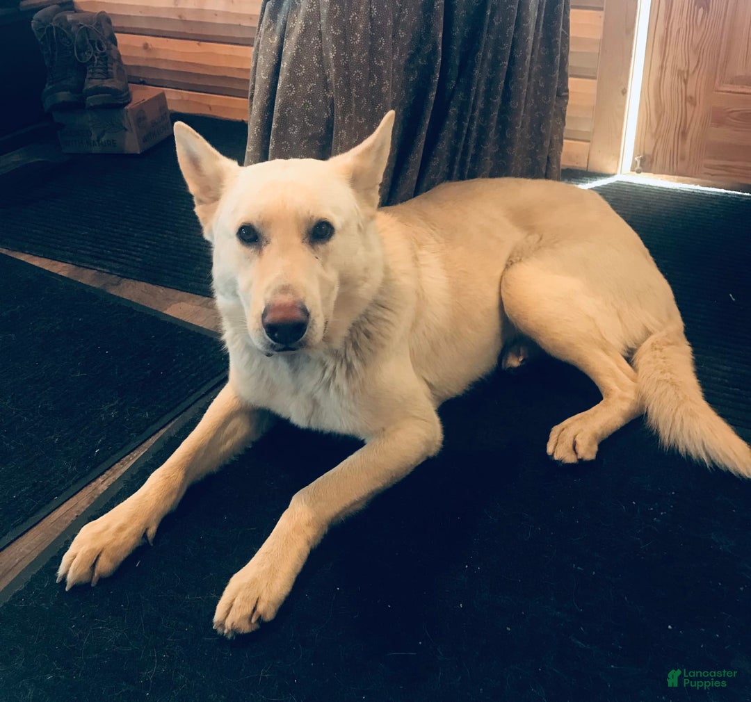 German Shepherd dogs for sale: Lobo - Image 4