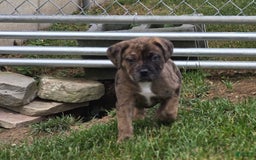 Cane Corso dogs for sale: Tank - Image 2