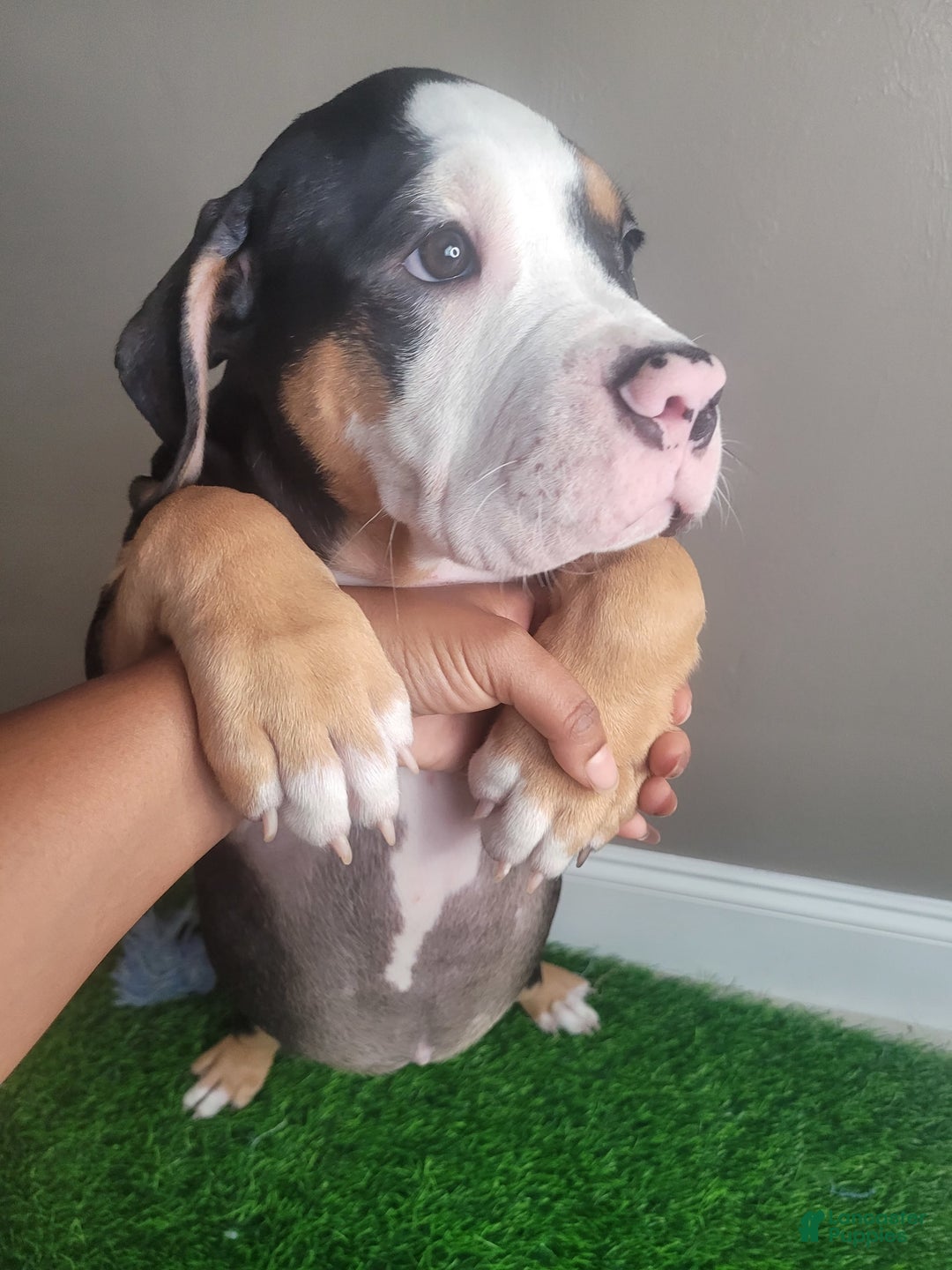 American Bully dogs for sale: Sweet Pea - Image 5