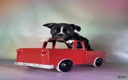Frenchton dogs for sale: Cleo Dna Clear - Image 3