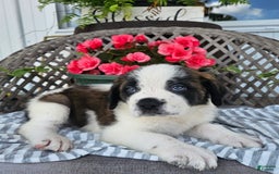 Saint Bernard dogs for sale: Tulip - Image 1