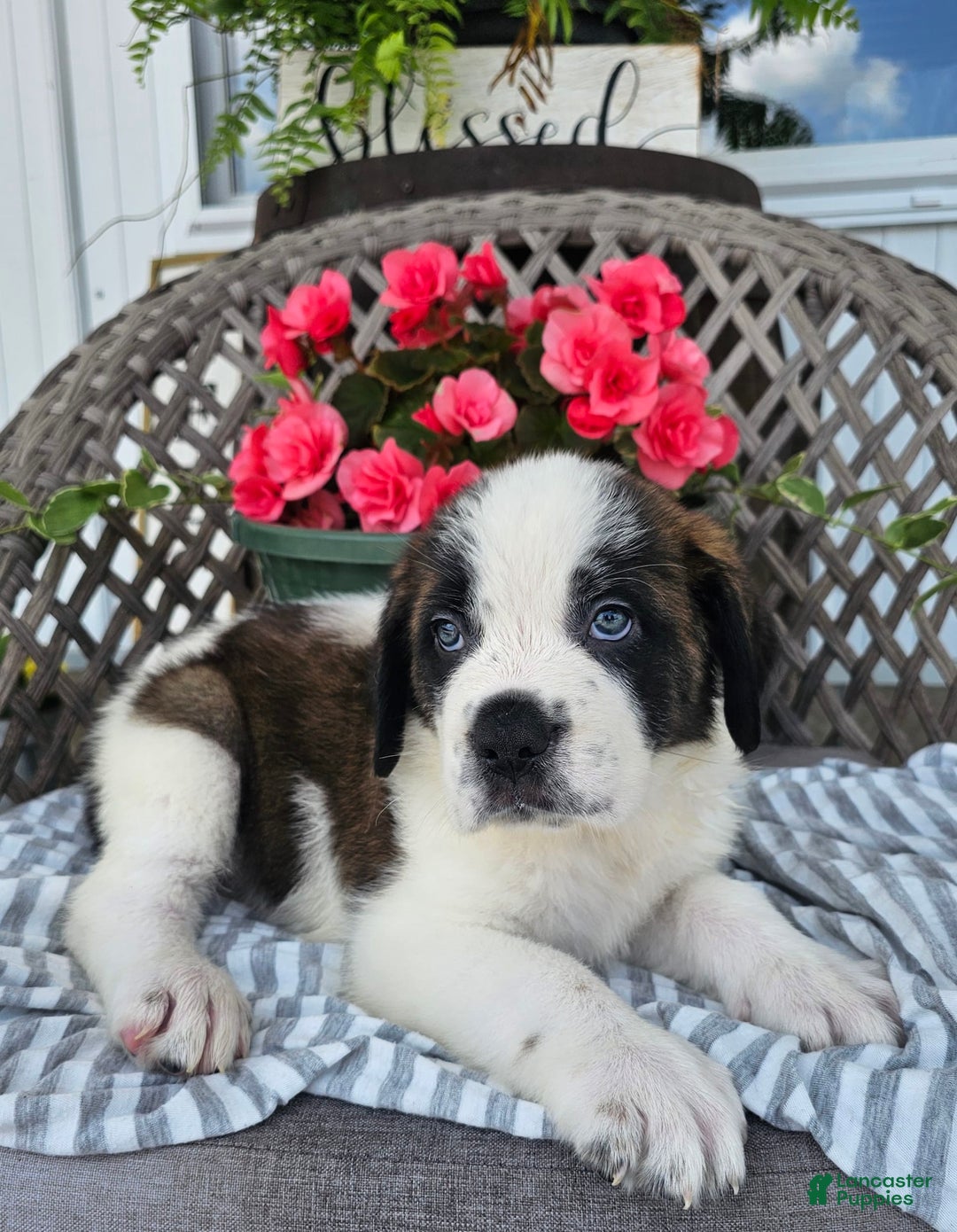 Saint Bernard dogs for sale: Tulip - Image 1