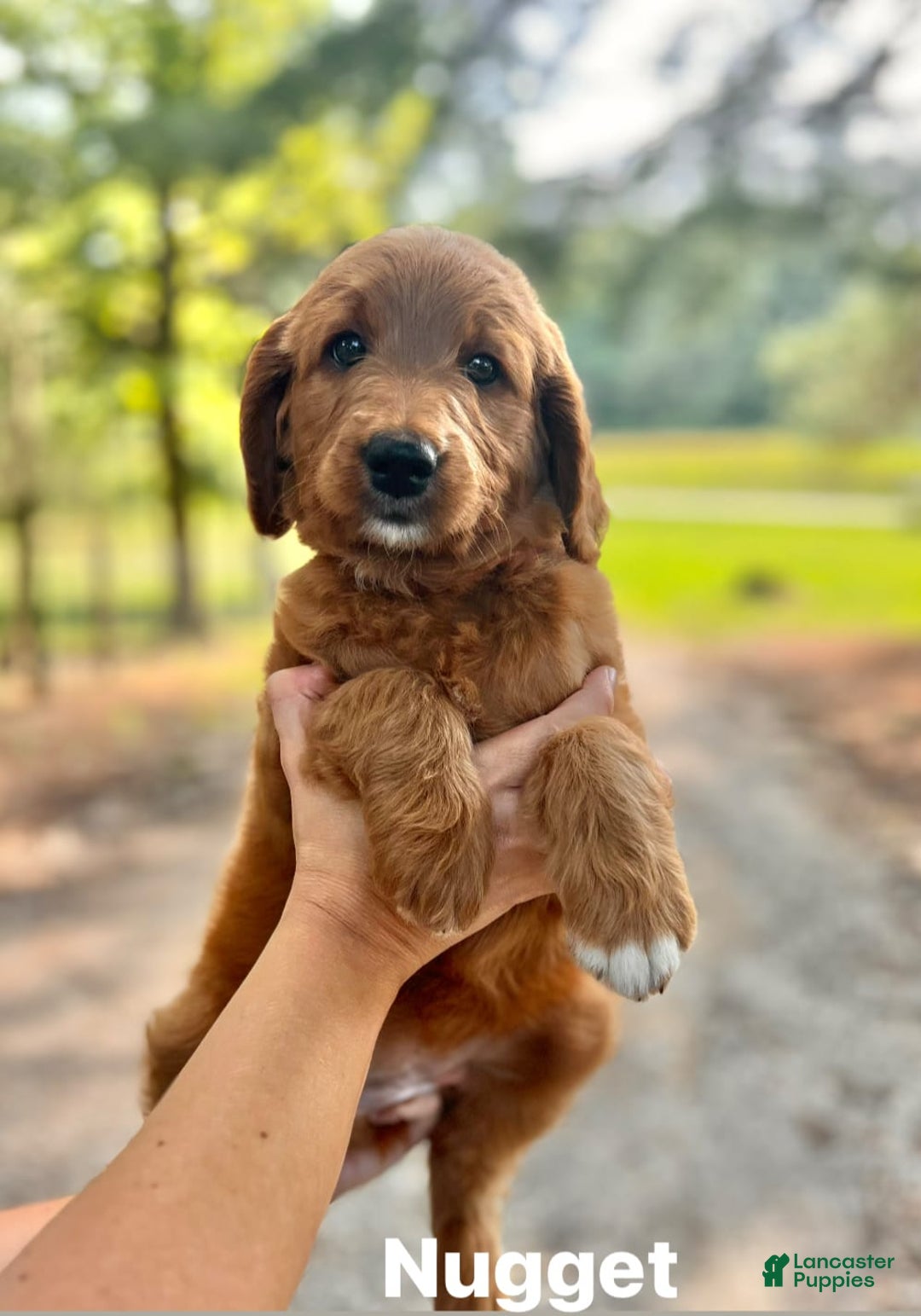 Goldendoodle dogs for sale: Nugget - Image 5