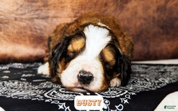 Bernedoodle dogs for sale: Dusty - Image 9