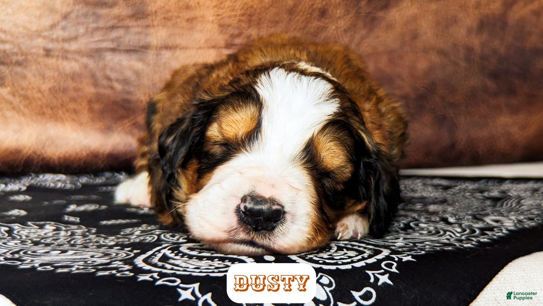 Bernedoodle dogs for sale: Dusty - Image 9