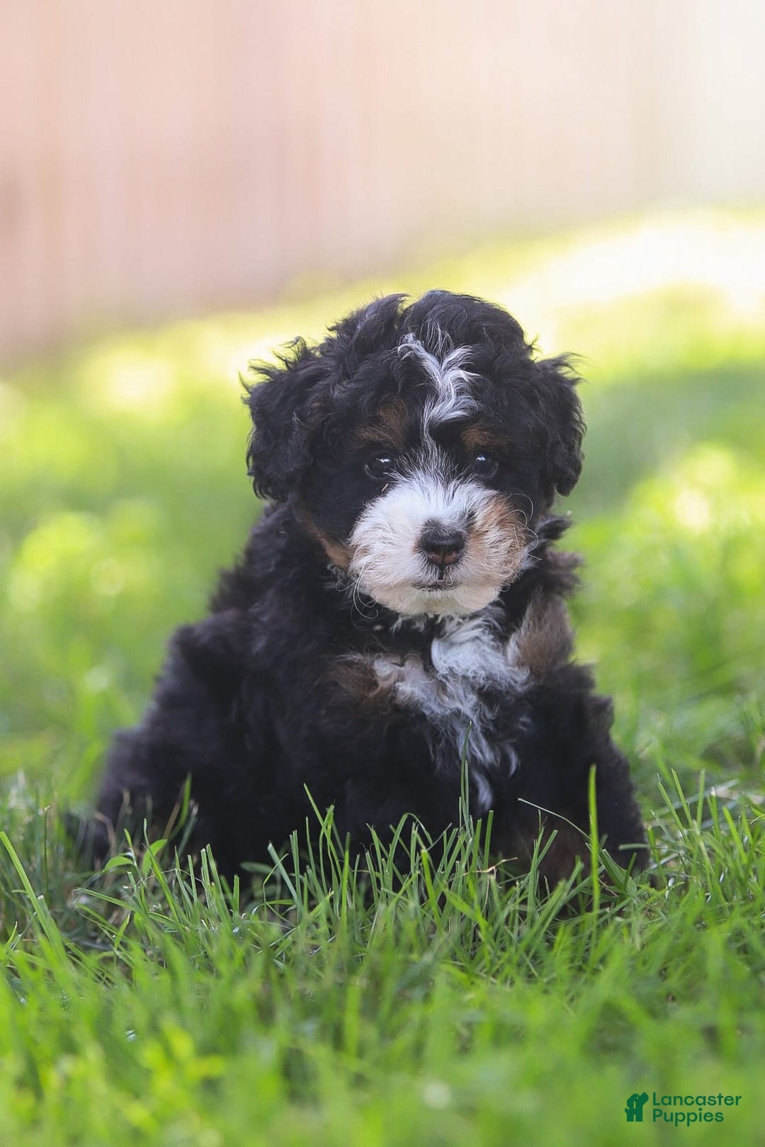Mini Bernedoodle dogs for sale: Mia - Image 9