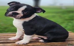 Boston Terrier dogs for sale: Coffee - Image 1