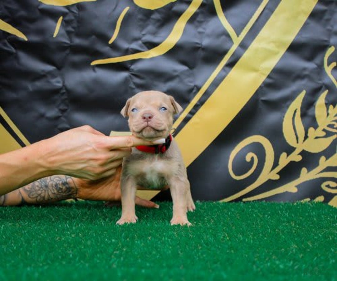 American Bully dogs for sale: Red Collar - Image 1