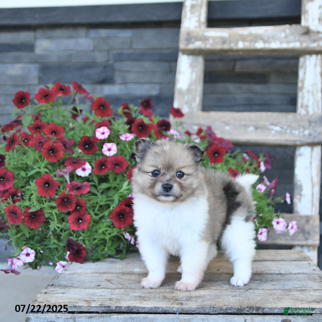 Pomeranian dogs for sale: Daisy - Image 2