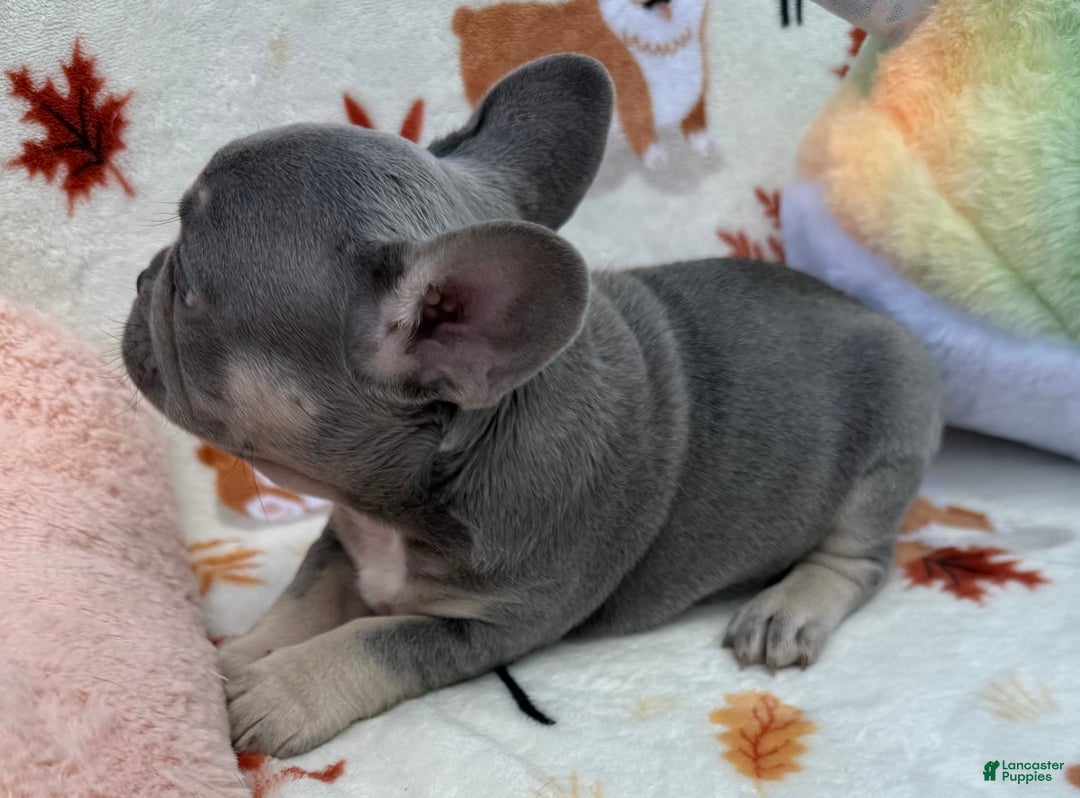 French Bulldog dogs for sale: Fiona - Image 2