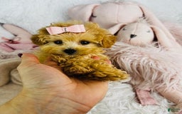Cavapoo dogs for sale: Dulce - Image 1