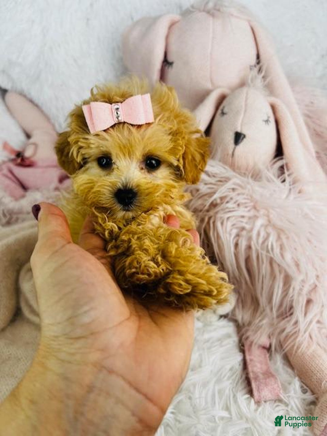 Cavapoo dogs for sale: Dulce - Image 1