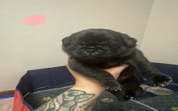 Pug dogs for sale: Salem - Image 7