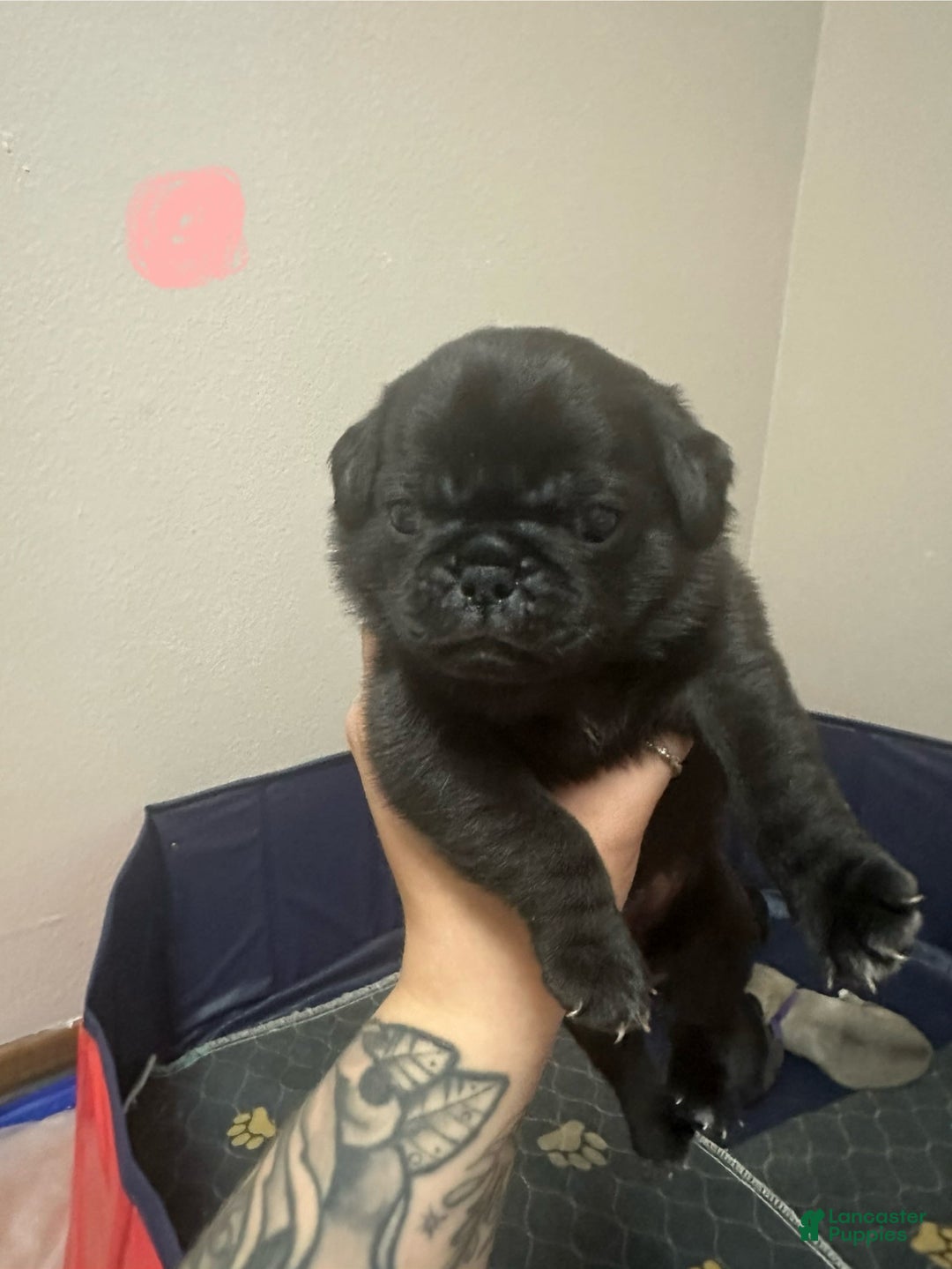 Pug dogs for sale: Salem - Image 7