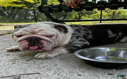 English Bulldog dogs for stud: Crypto - Image 4