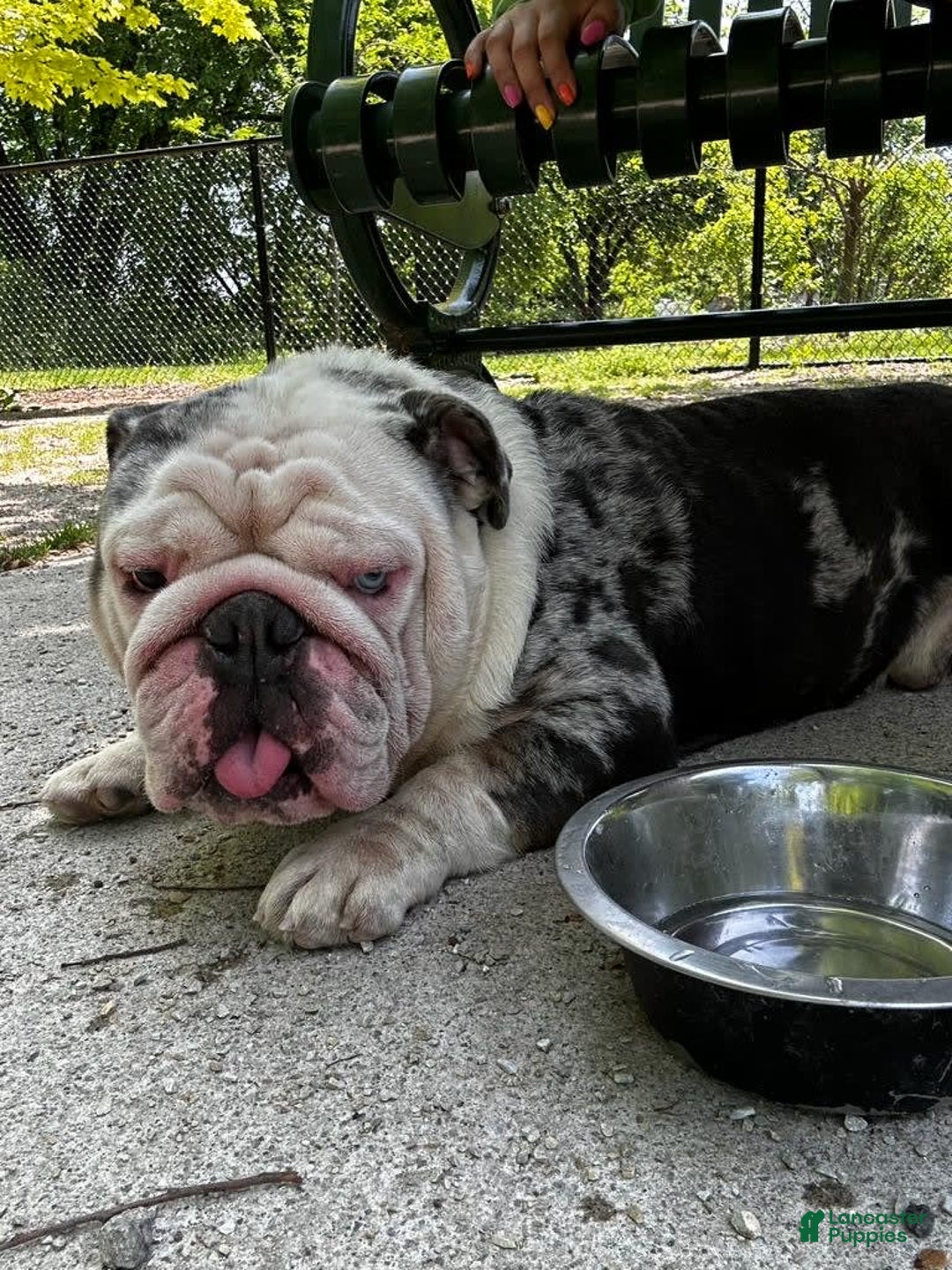 English Bulldog dogs for stud: Crypto - Image 4