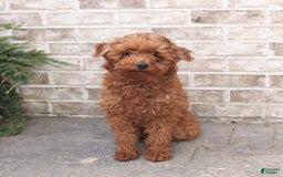 Miniature Poodle dogs for sale: Lacy - Image 6