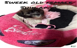 Shihpoo dogs for sale: Sweet - Image 2