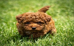 Toy Poodle dogs for sale: Ruby Belle - Image 6