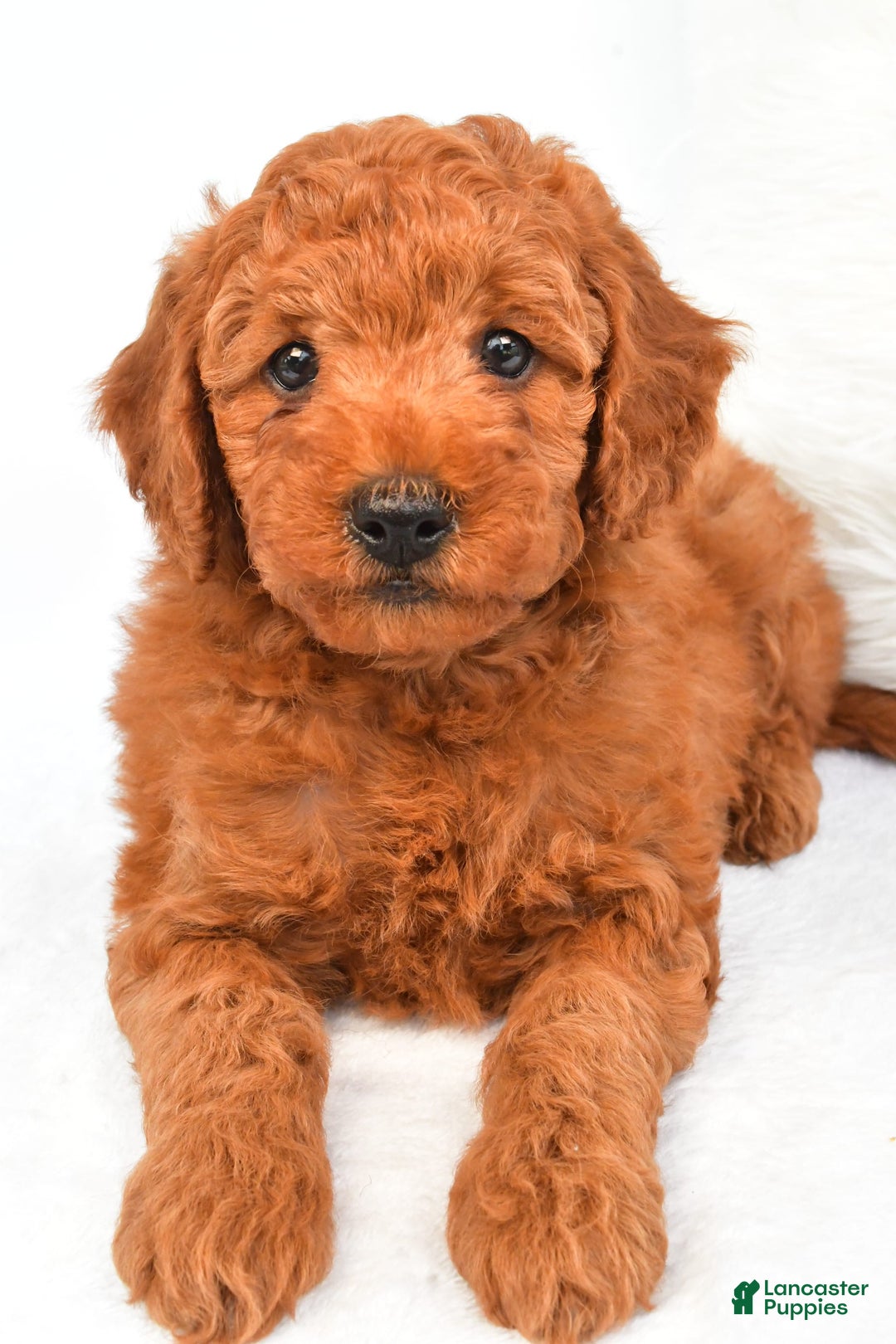 Mini Goldendoodle dogs for sale: Cooper - Image 4