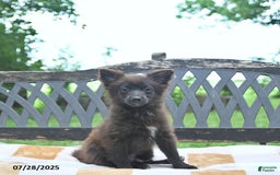 Pomeranian dogs for sale: Tinker - Image 6