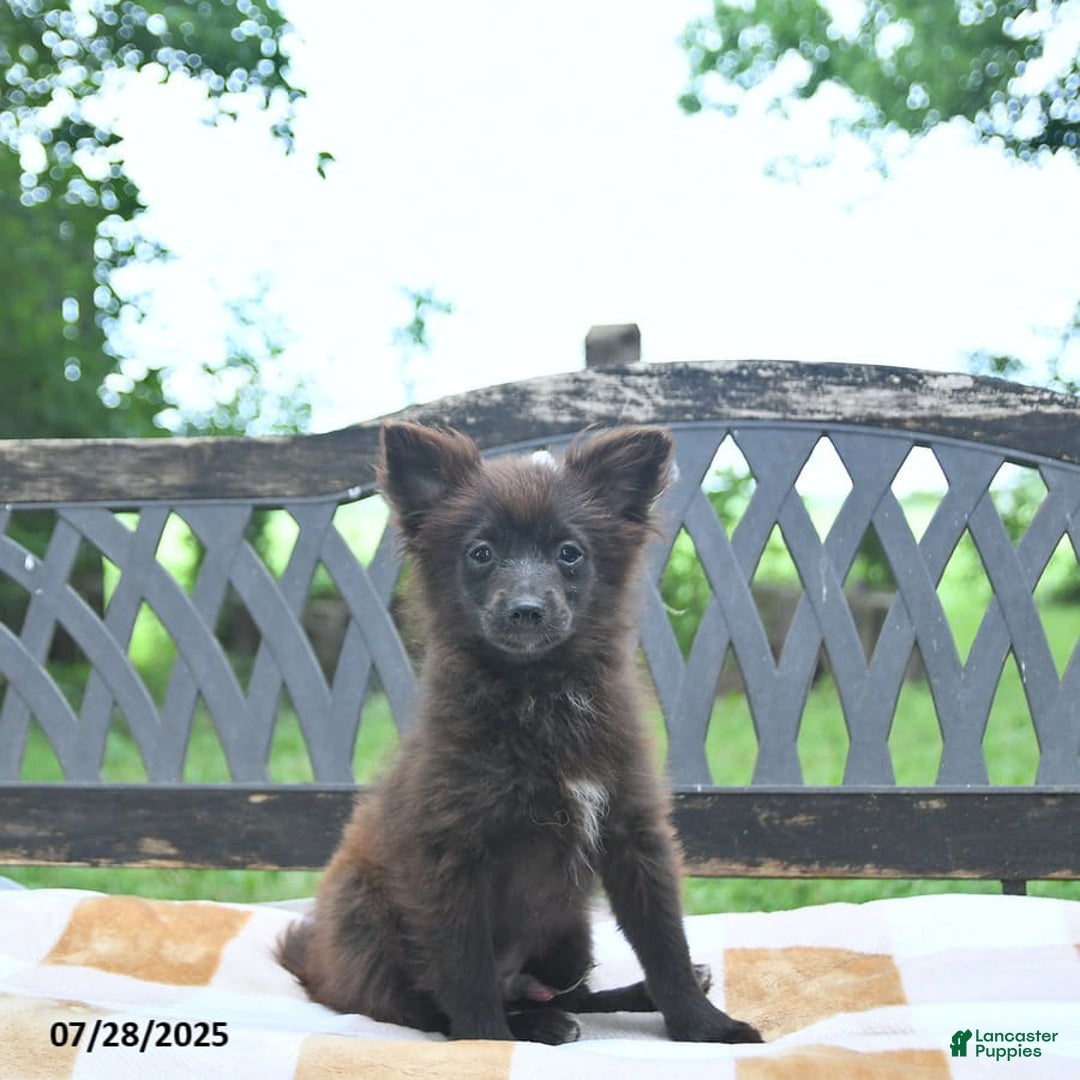 Pomeranian dogs for sale: Tinker - Image 6