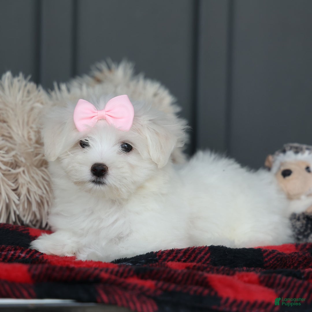 Maltese dogs for sale: Samantha - Image 7