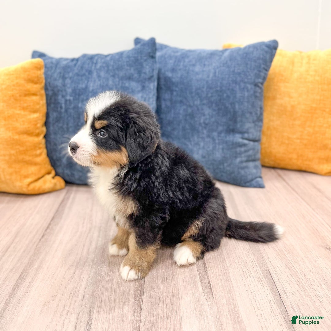Bernese Mountain Dog dogs for sale: Axel - Image 2