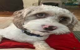 Cavapoo dogs for sale: Niko - Image 1