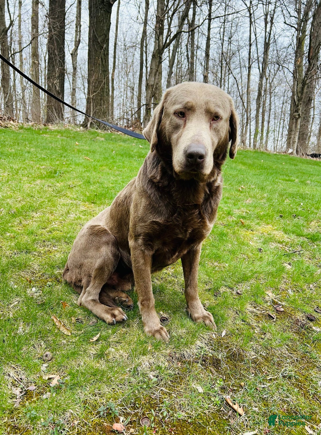 Labrador Retriever dogs for sale: Ruby - Image 9