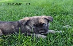 Goberian dogs for sale: Timber - Image 1