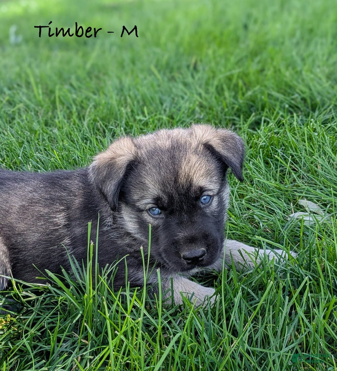 Goberian dogs for sale: Timber - Image 1