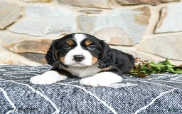 Miniature Bernese Mountain Dog dogs for sale: Juniper - Image 1