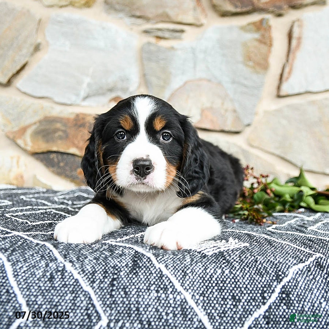 Miniature Bernese Mountain Dog dogs for sale: Juniper - Image 1