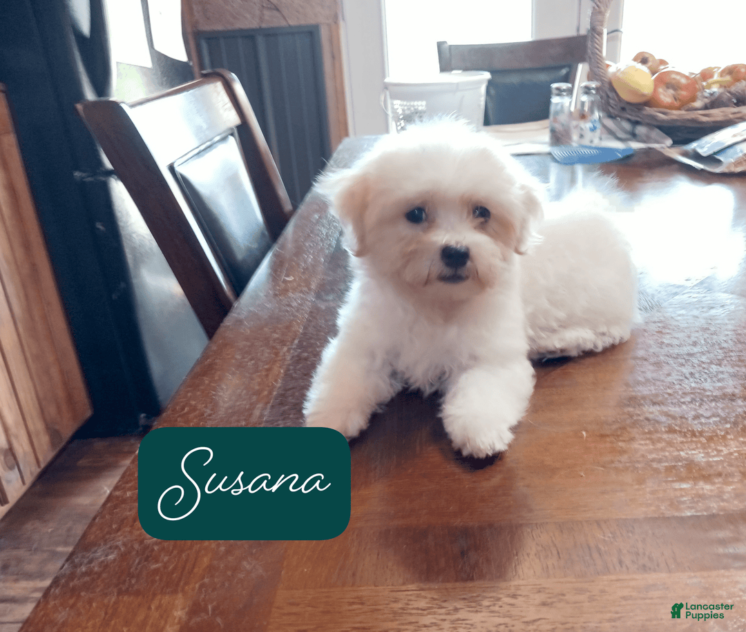 Malshi dogs for sale: Susana - Image 4