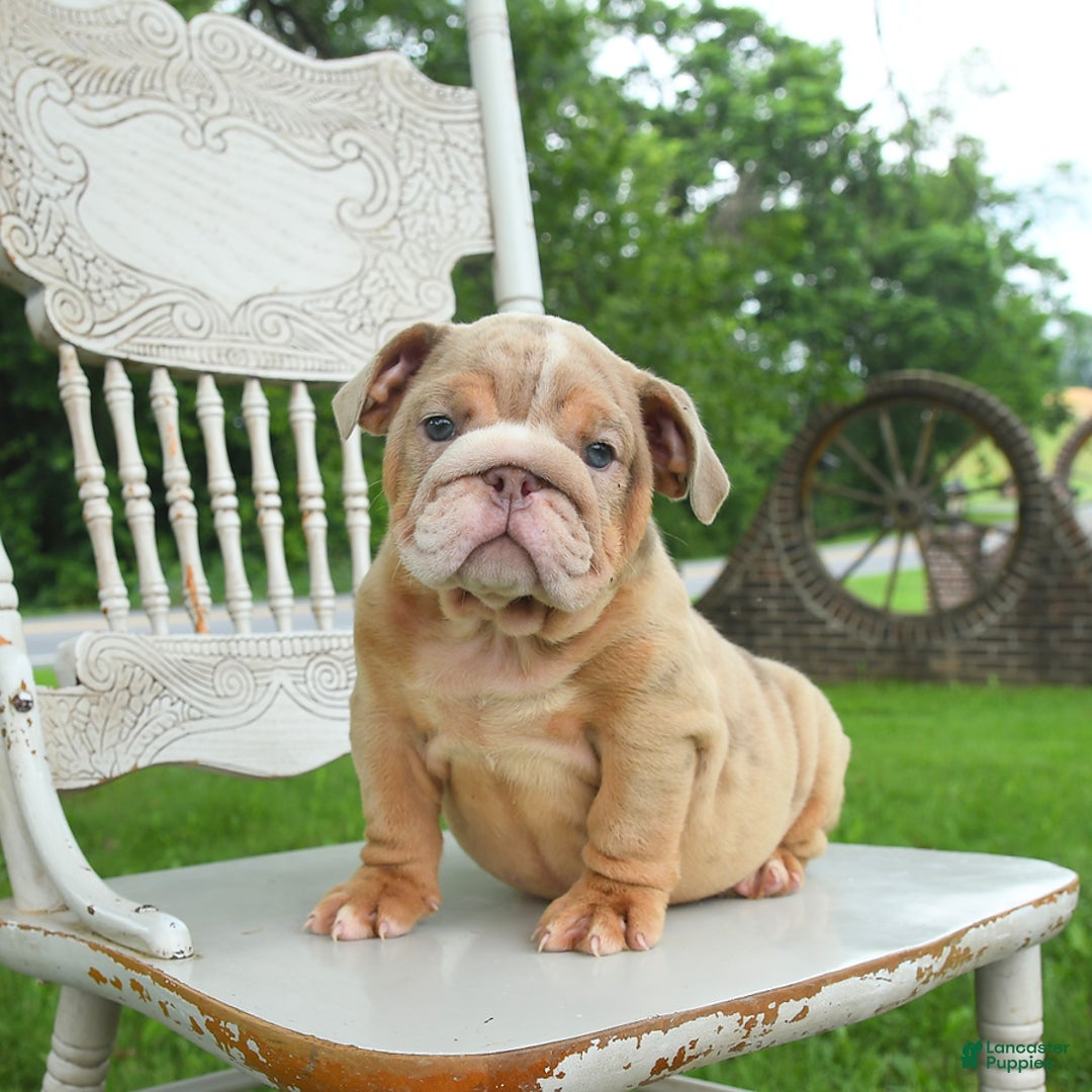 English Bulldog dogs for sale: Bubbles - Image 3