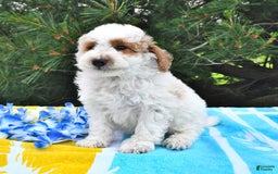 Mini Goldendoodle dogs for sale: Buster - Image 7