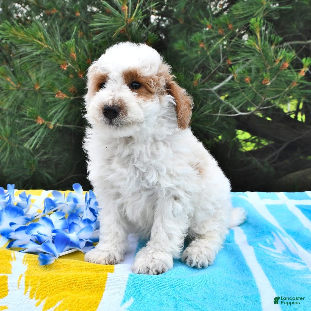 Mini Goldendoodle dogs for sale: Buster - Image 7