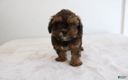 Shihpoo dogs for sale: Lukas - Image 11