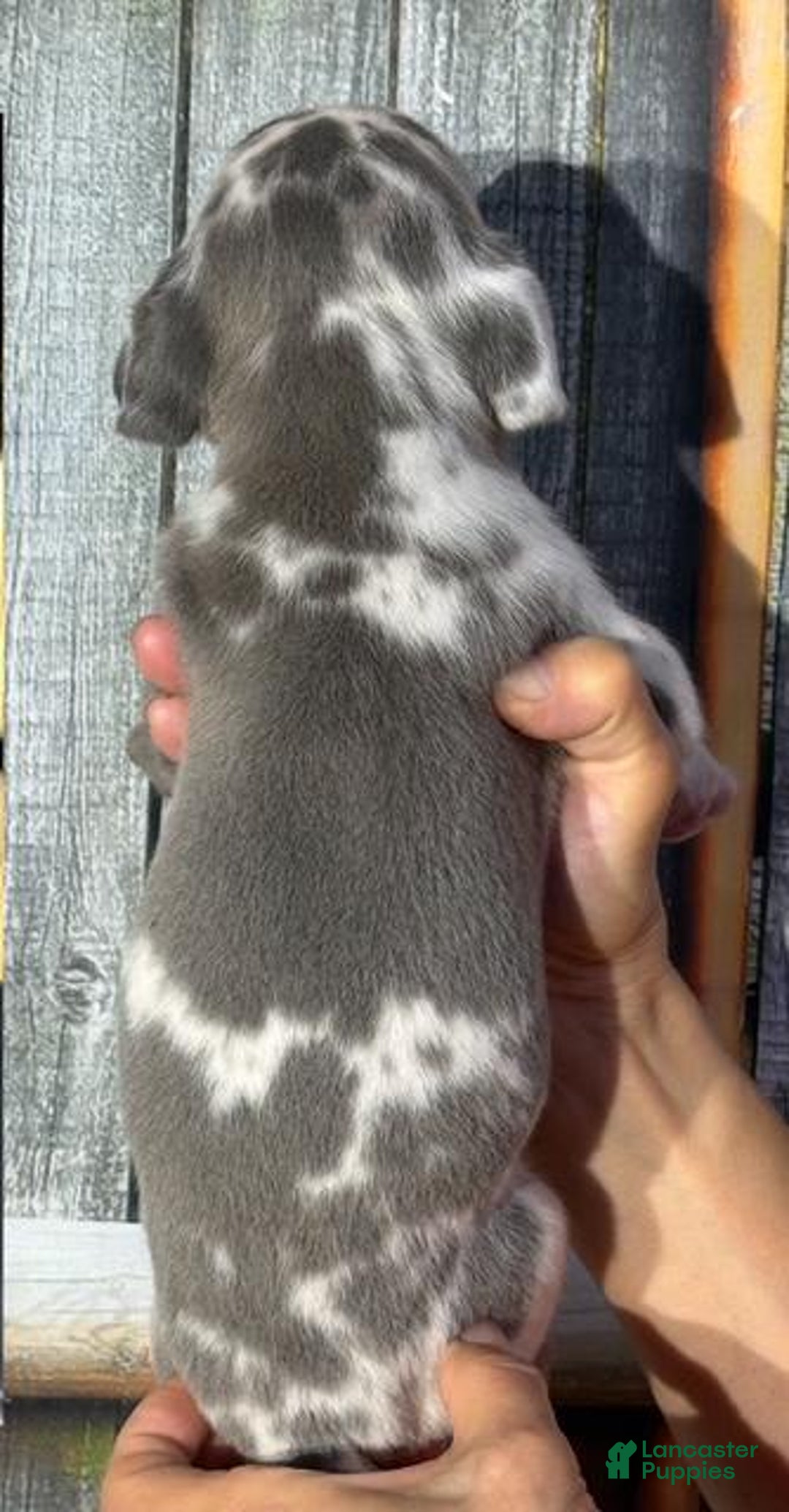 Great Dane dogs for sale: Great Dane 3 puppies - Image 8